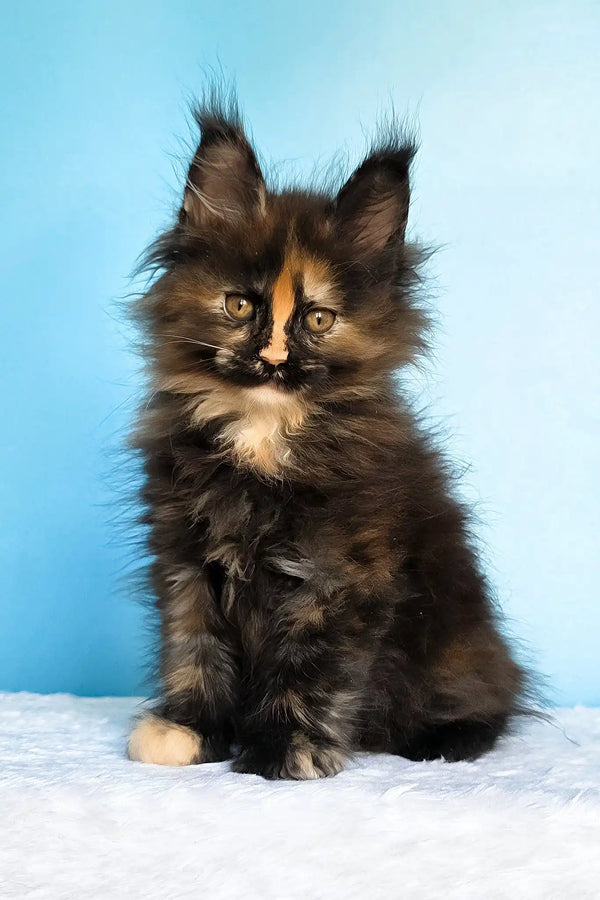 Melanie | maine coon kitten
