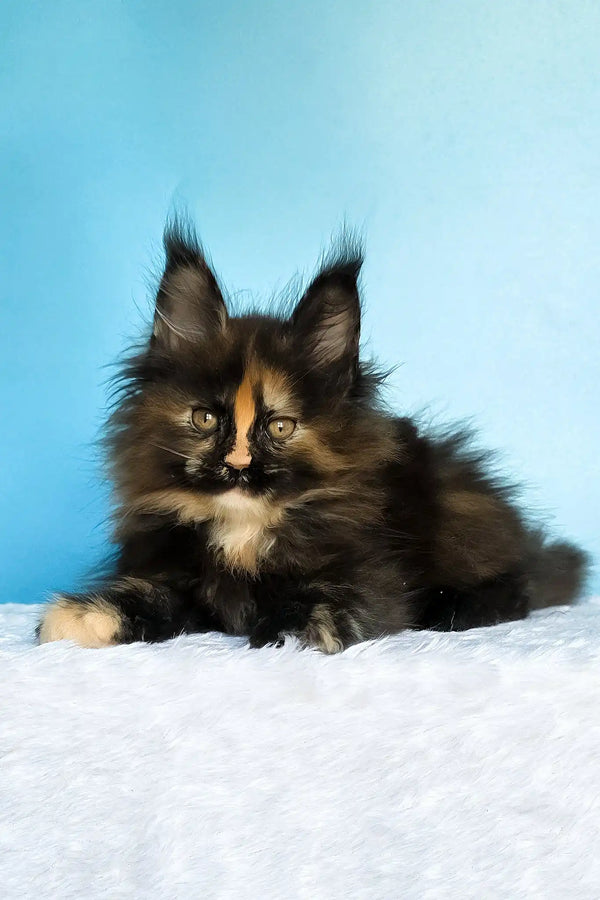Melanie | maine coon kitten