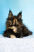 Melanie | maine coon kitten