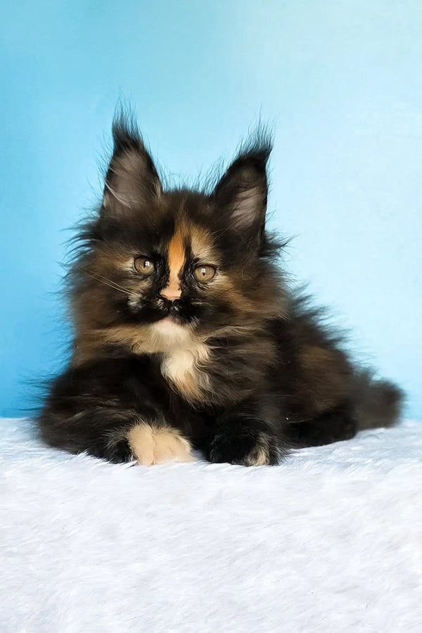 Melanie | maine coon kitten
