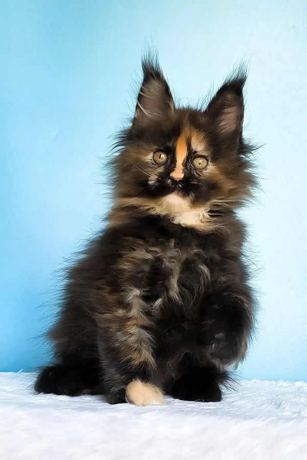 Melanie | maine coon kitten
