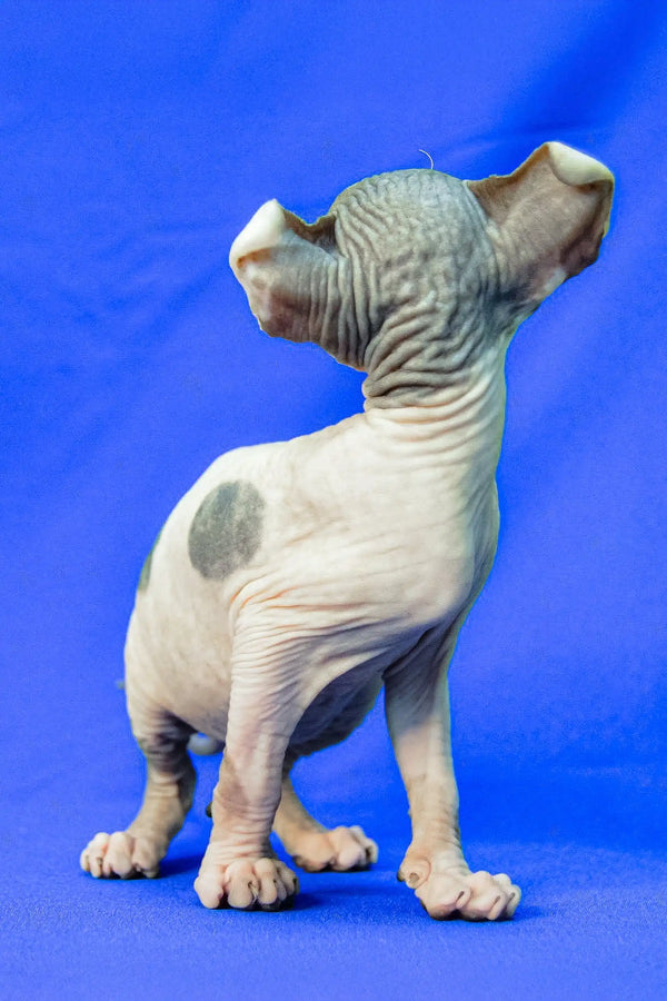 Cute Hairless Sphynx kitten named Melinda, the perfect Elf Sphynx companion