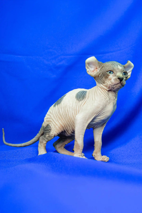 Hairless Sphynx kitten named Melinda showing off cute blue eyes