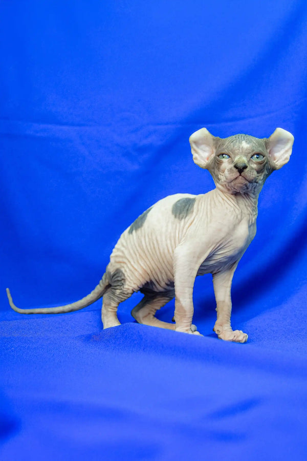 Hairless kitten with big ears, Melinda the Elf Sphynx Kitten looking adorable