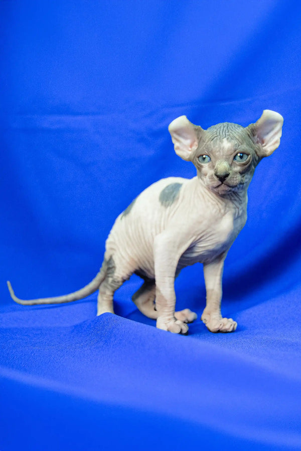 Adorable Hairless Elf Sphynx Kitten Melinda with big ears and a sweet expression