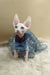 Melissa | canadian sphynx kitten