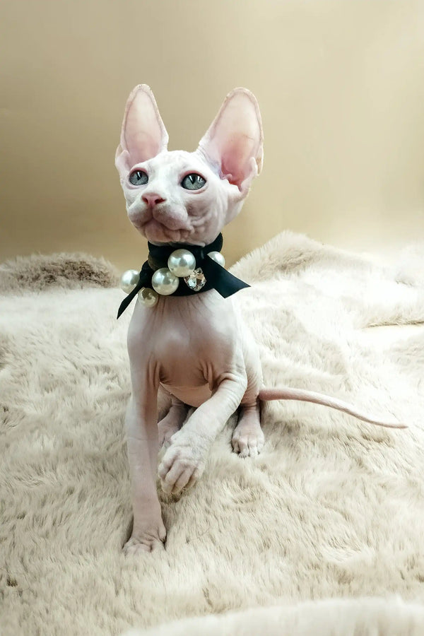 Melissa | canadian sphynx kitten