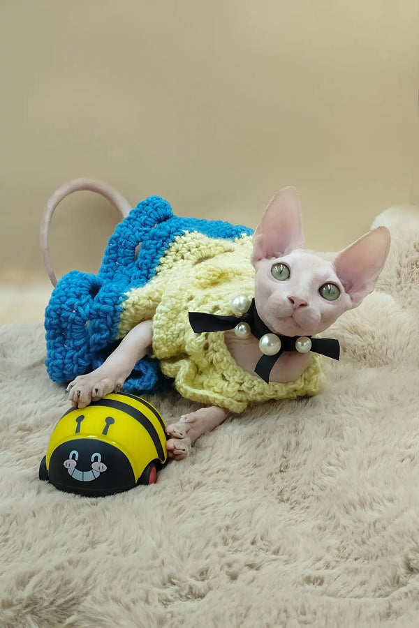 Melissa | canadian sphynx kitten