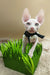 Melissa | canadian sphynx kitten