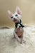 Melissa | canadian sphynx kitten
