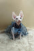 Melissa | canadian sphynx kitten