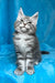 Mellisa | maine coon kitten