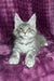 Mellisa | maine coon kitten