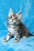 Mellisa | maine coon kitten