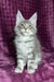 Mellisa | maine coon kitten