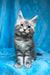 Mellisa | maine coon kitten