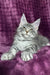 Mellisa | maine coon kitten