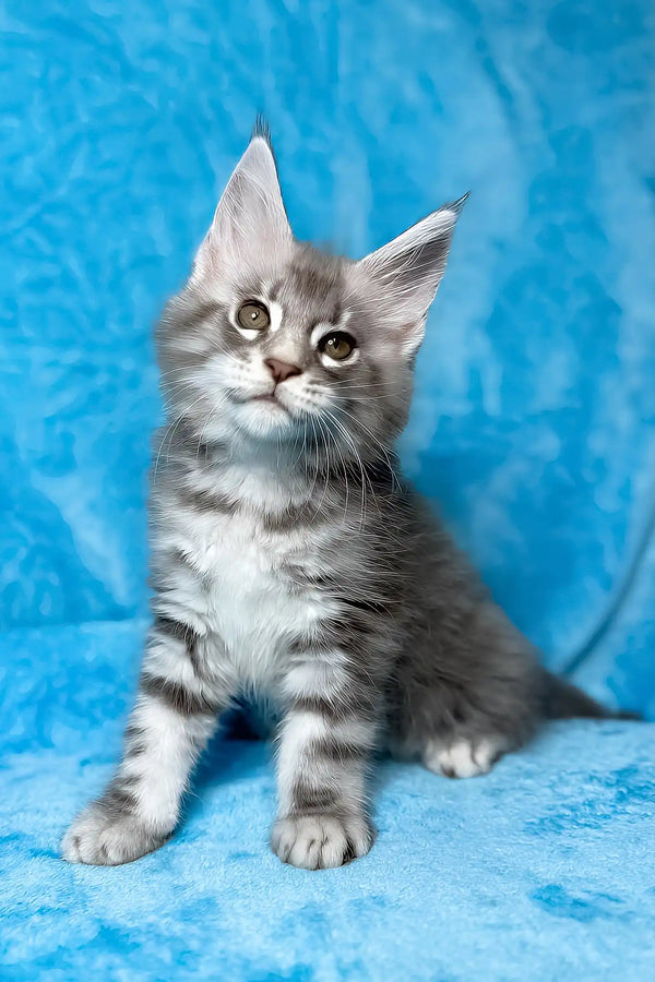 Mellisa | maine coon kitten