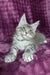 Mellisa | maine coon kitten