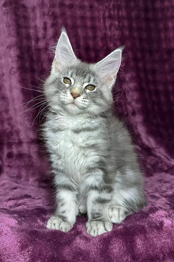 Mellisa | maine coon kitten