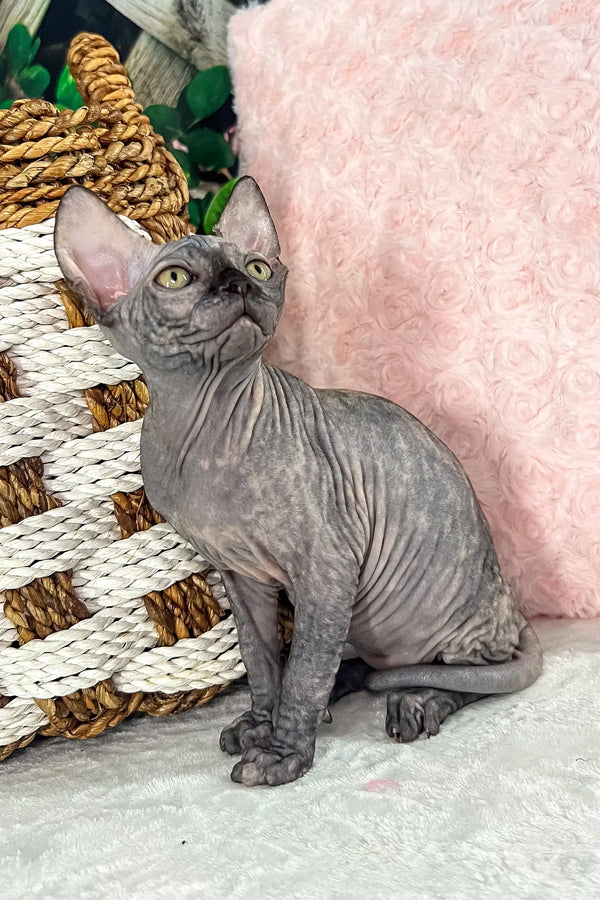 Melody | canadian sphynx kitten