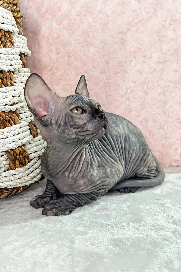 Melody | canadian sphynx kitten