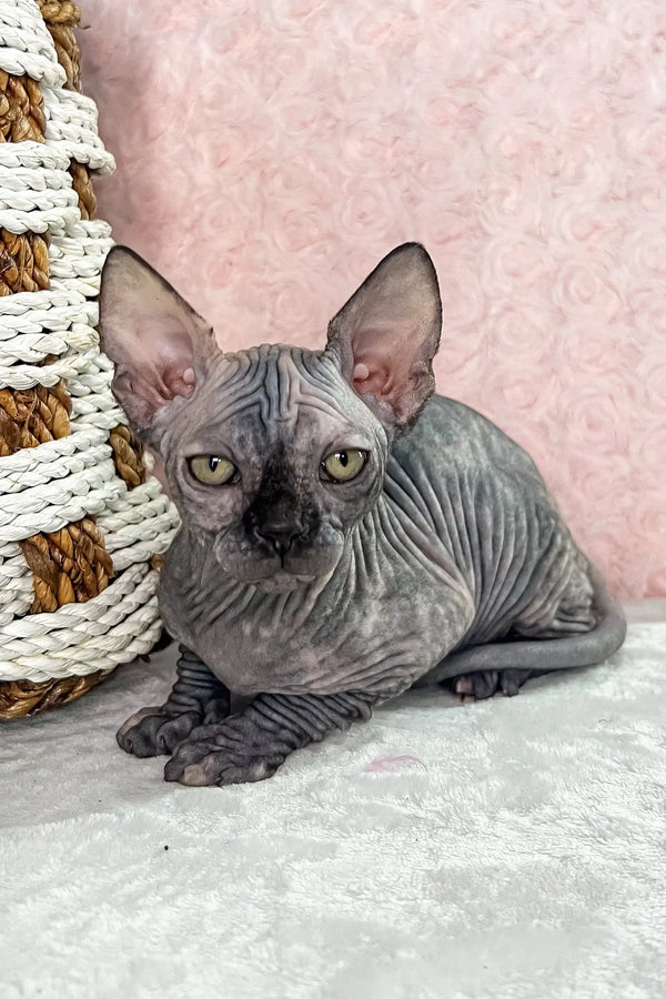 Melody | canadian sphynx kitten