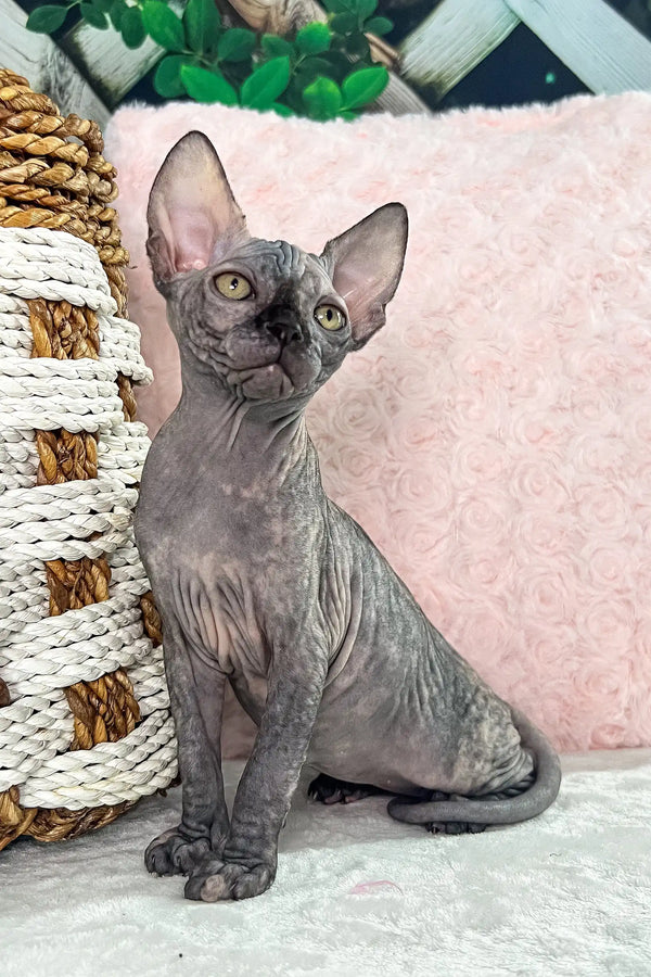 Melody | canadian sphynx kitten