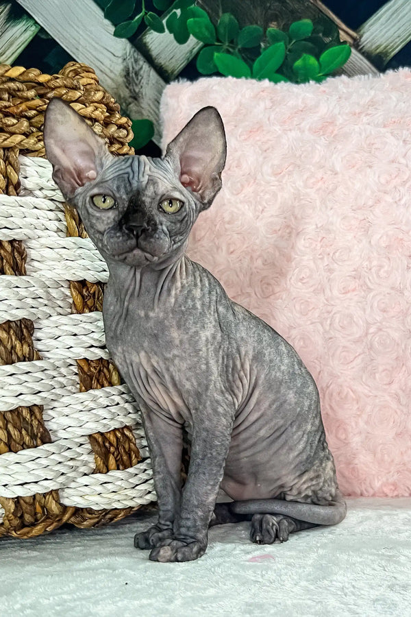 Melody | canadian sphynx kitten