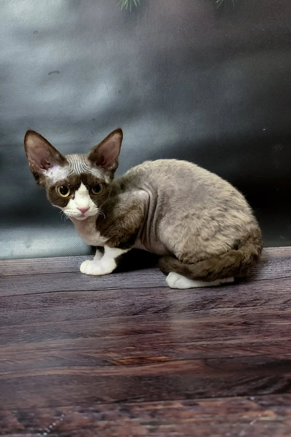 Cute Devon Rex kitten with curly fur showcasing the Melody product line