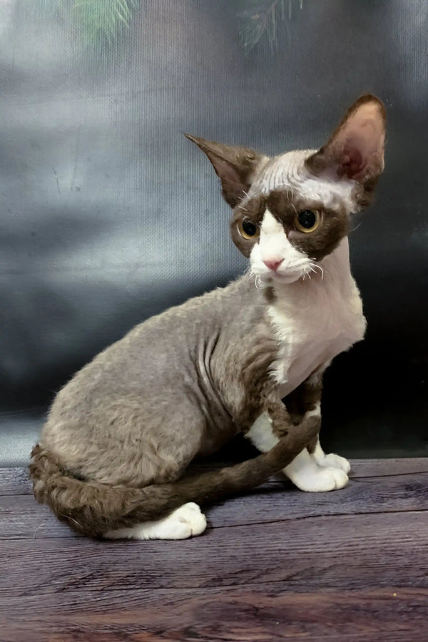 Curly-haired Devon Rex cat named Melody in adorable kitten pose