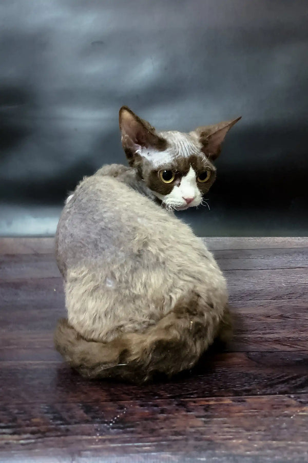 Curly-haired Devon Rex kitten named Melody, perfect for cat lovers everywhere