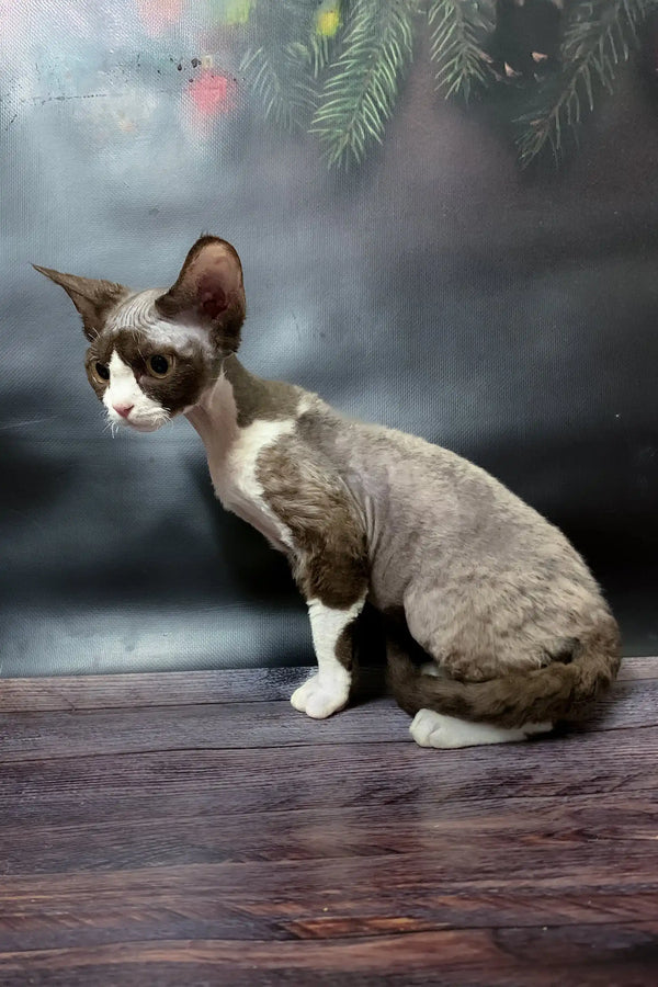 Gray and white Devon Rex cat from the Melody Devon Rex Kitten collection