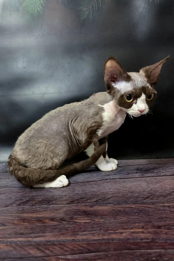 Cute wrinkled brown and white Devon Rex cat in Melody Devon Rex Kitten product