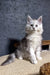 Fluffy white Maine Coon kitten Melody with bright blue eyes sitting upright