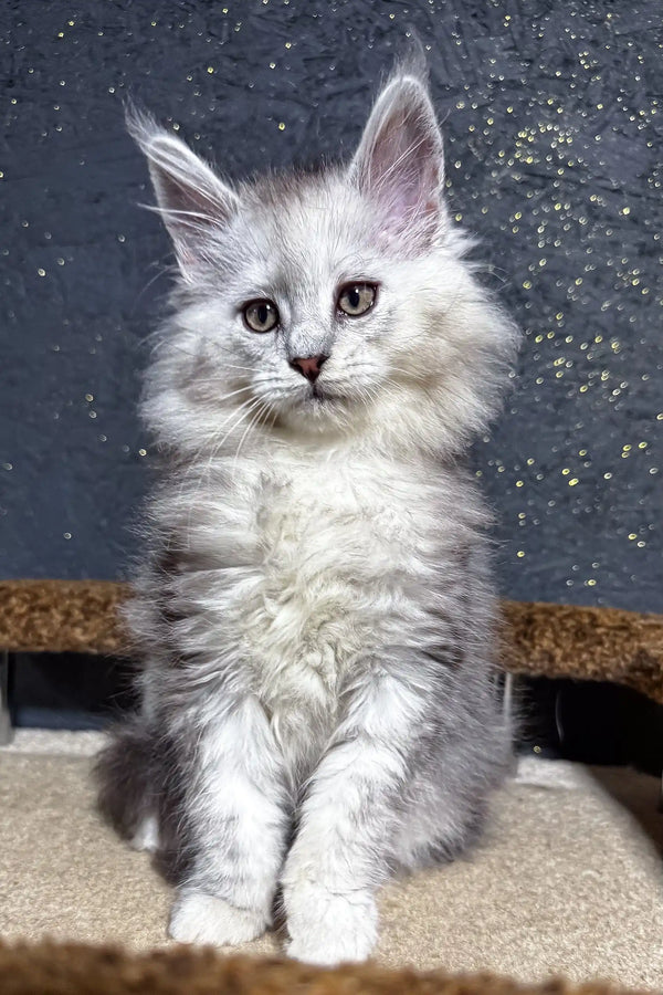 Fluffy white Maine Coon kitten Melody with silvery-gray markings and bright eyes