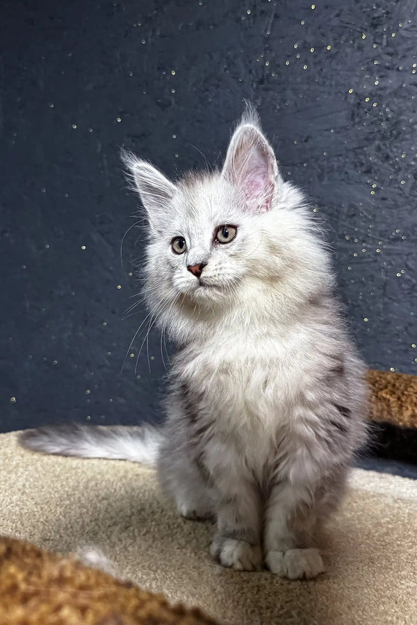 Fluffy white Maine Coon kitten named Melody with bright eyes and pointy ears