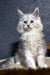 Fluffy white Maine Coon kitten Melody with piercing eyes and long fur