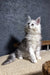 White fluffy Maine Coon kitten named Melody with perked ears and alert look