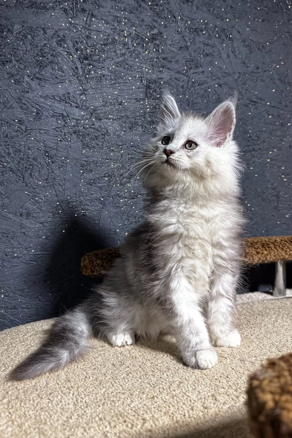 White fluffy Maine Coon kitten named Melody with perked ears and alert look