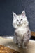 Adorable White Fluffy Maine Coon Kitten named Melody with Bright Eyes and Long Fur