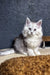 White fluffy Maine Coon kitten Melody with blue eyes sitting on carpet