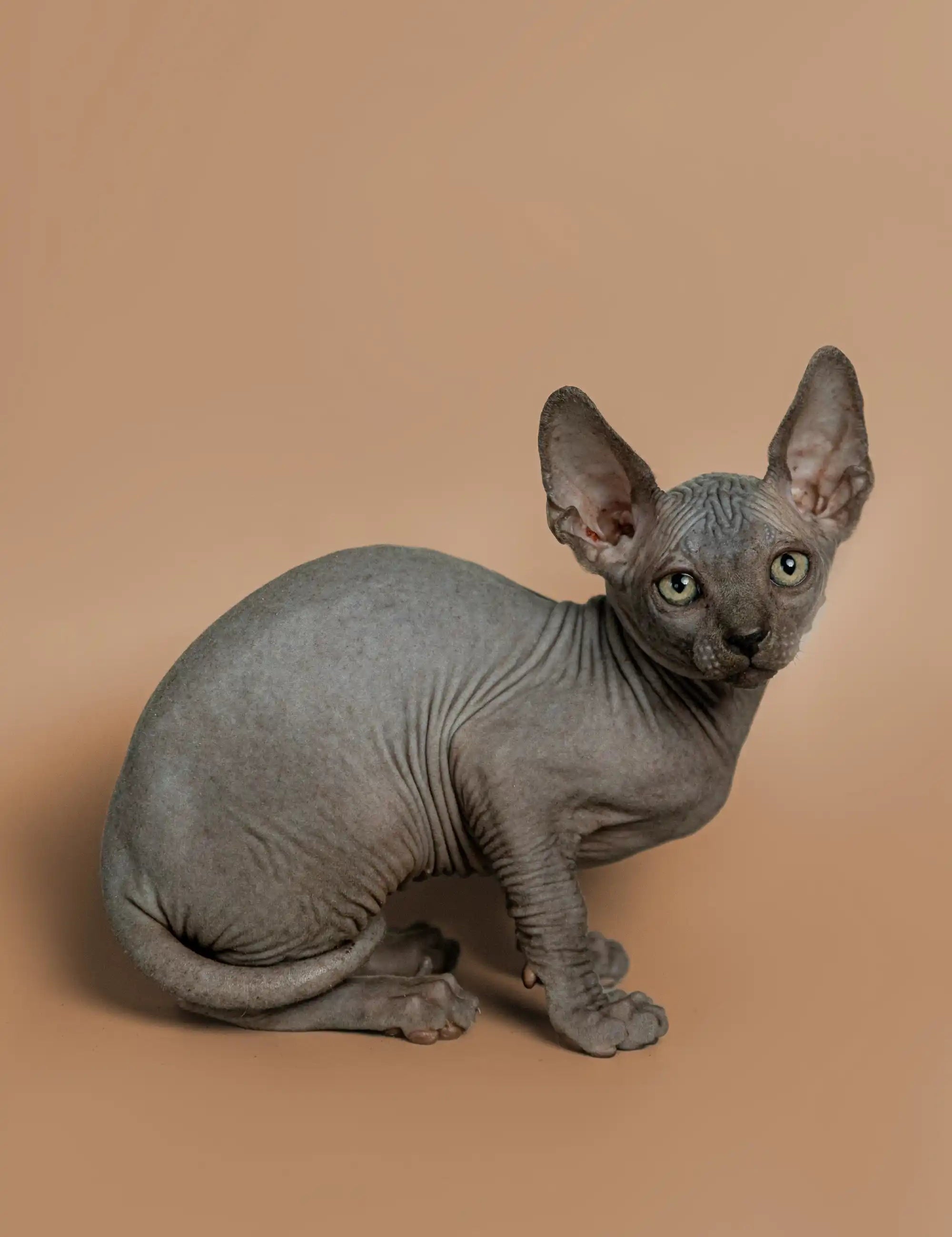 Hairless Sphynx Cats & Kittens for Sale Melon | Kitten