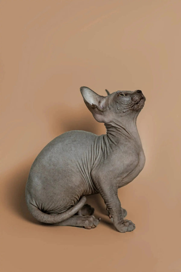 Sphynx kitten Melon sitting with its head tilted up, playfully seeking attention