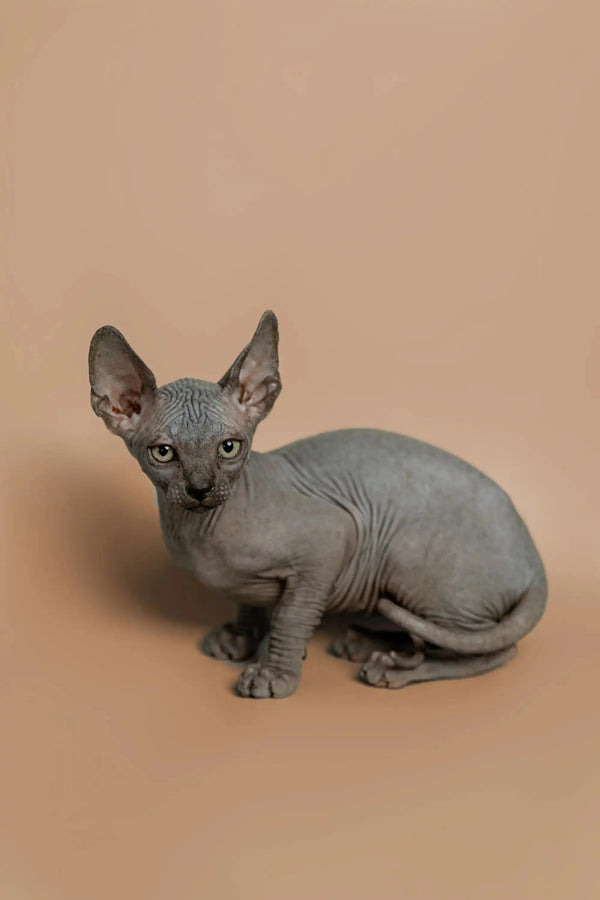 Cute Hairless Sphynx kitten named Melon seeking attention with wrinkled skin and big ears