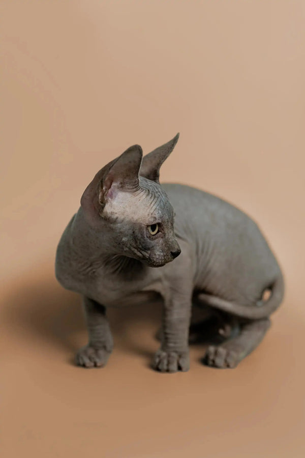 Cute Sphynx kitten named Melon with large ears and wrinkled skin, seeking attention