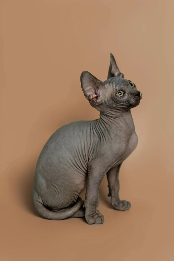 Sphynx kitten Melon sitting upright, seeking attention with an alert expression