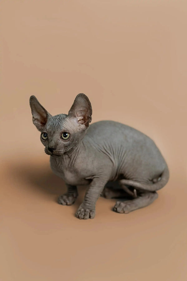 Sphynx kitten Melon with wrinkled gray skin and large ears seeking attention