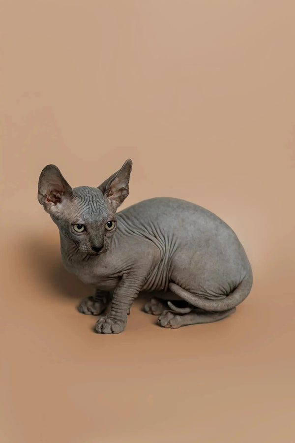 Hairless gray Sphynx kitten with big ears curled up and seeking attention
