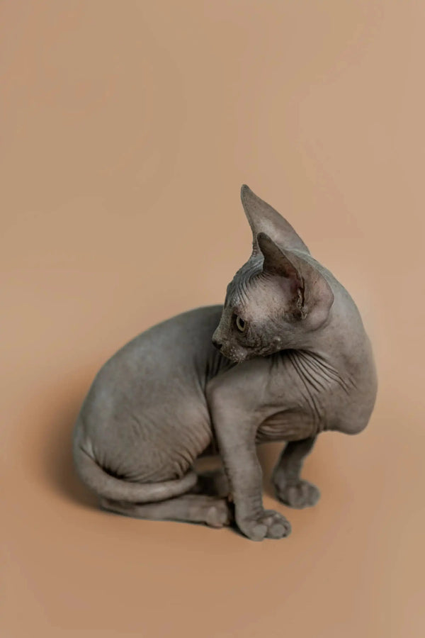 Hairless Sphynx kitten Melon with alert ears seeking attention while sitting
